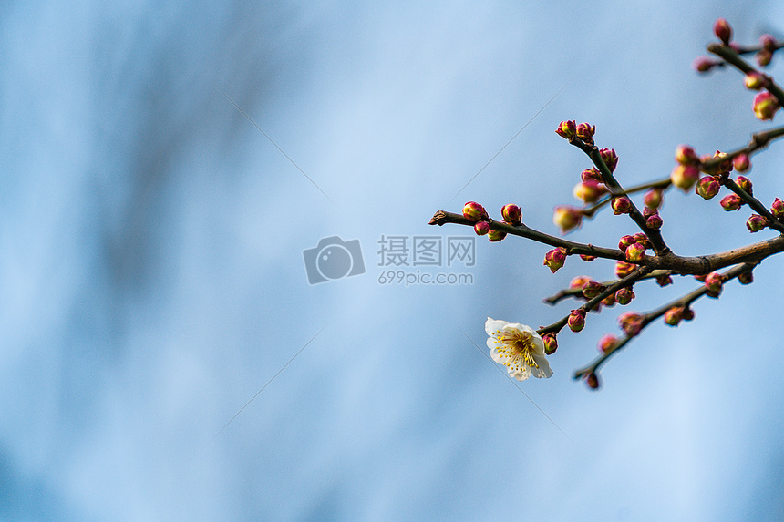 古猗园梅花图片