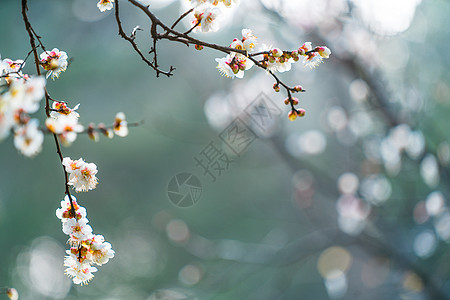 古猗园梅花图片