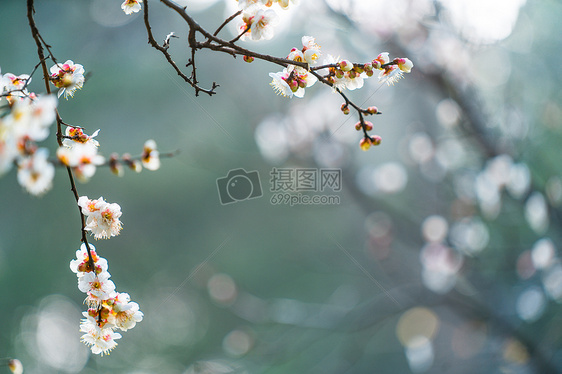 古猗园梅花图片