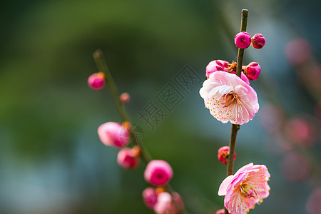 梅花剪纸古猗园梅花背景