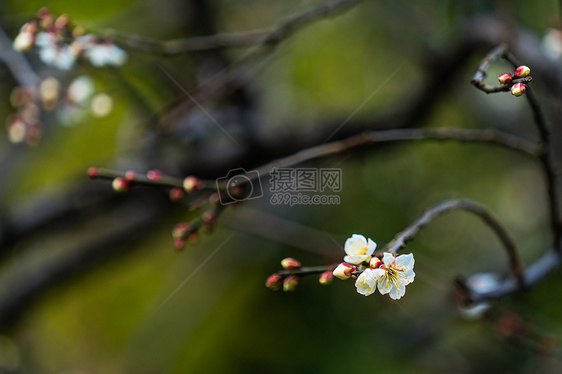 古猗园梅花图片