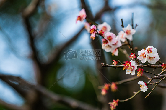 古猗园梅花图片