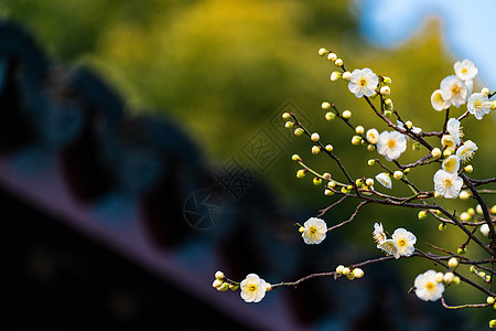 古猗园梅花背景