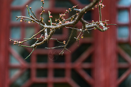 古猗园梅花图片