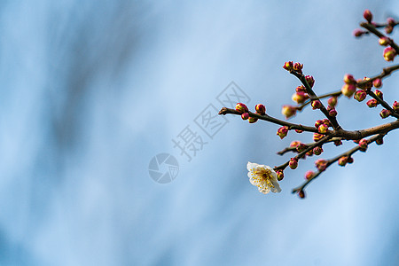 古猗园梅花图片