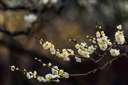 古猗园梅花图片