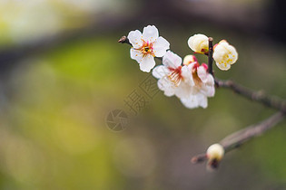 古猗园梅花图片