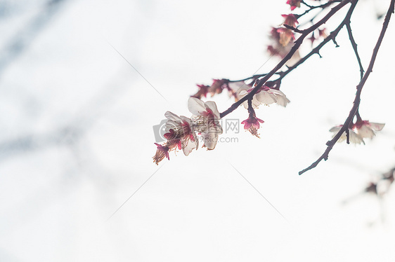 古猗园梅花图片