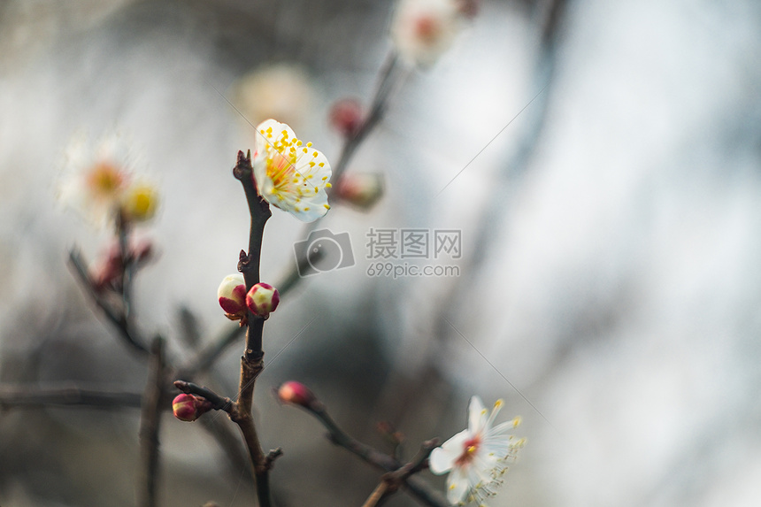 古猗园梅花图片