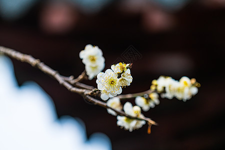 梅花剪纸古猗园梅花背景