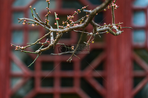 古猗园梅花图片