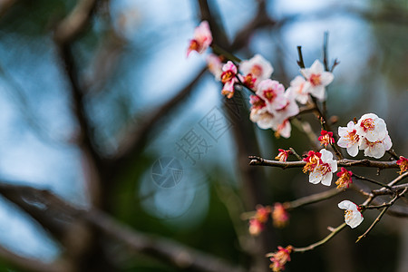 古猗园梅花图片