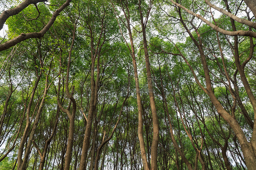 草木绿春天植物花草树木树林阳光图片