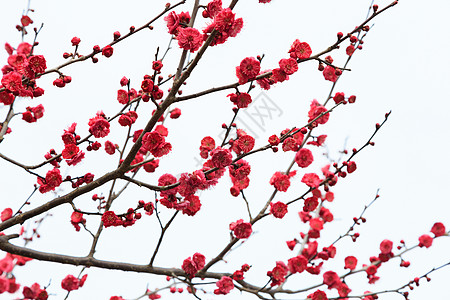 春天花草树木梅花在白色上高清图片