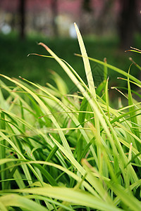 草木绿春天植物花草树木图片