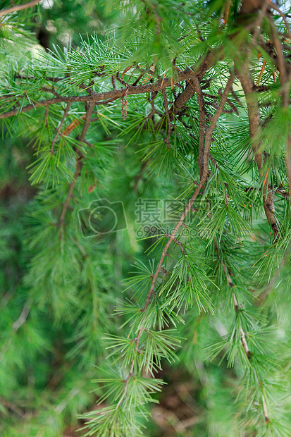 草木绿春天植物花草树木图片