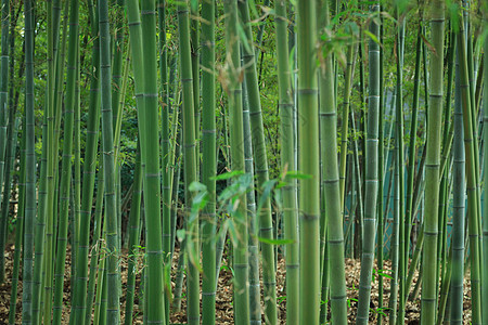 中国纹理草木绿春天植物花草树木竹林背景