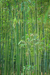 森林绿色元素草木绿春天植物花草树木竹林背景