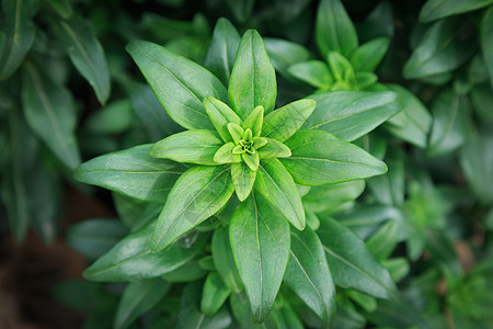 优美绿色植物叶子特写背景