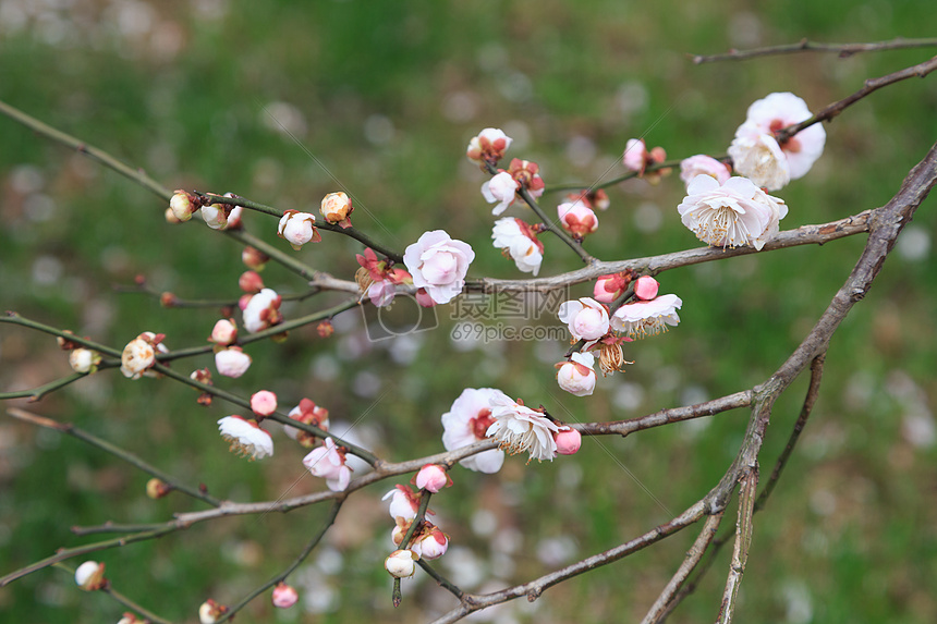春天植物花草树木梅花图片