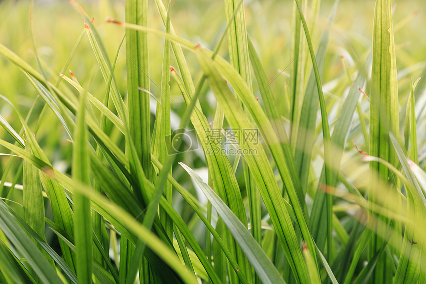 草木绿春天植物花草树木图片