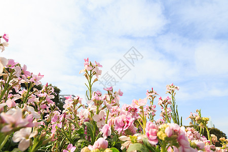 春天花草树木花朵天空高清图片