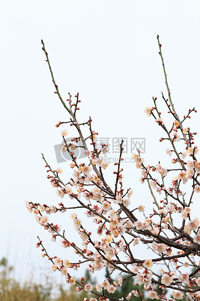 春天里的梅花树枝图片