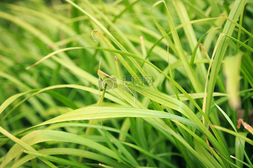 绿茵茵的青草图片