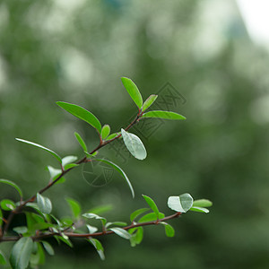 清新草木绿叶子留白背景图片