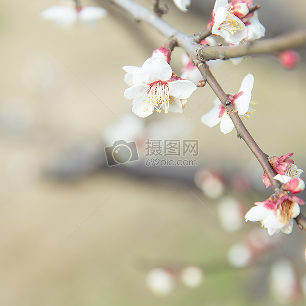 城市公园白色梅花图片