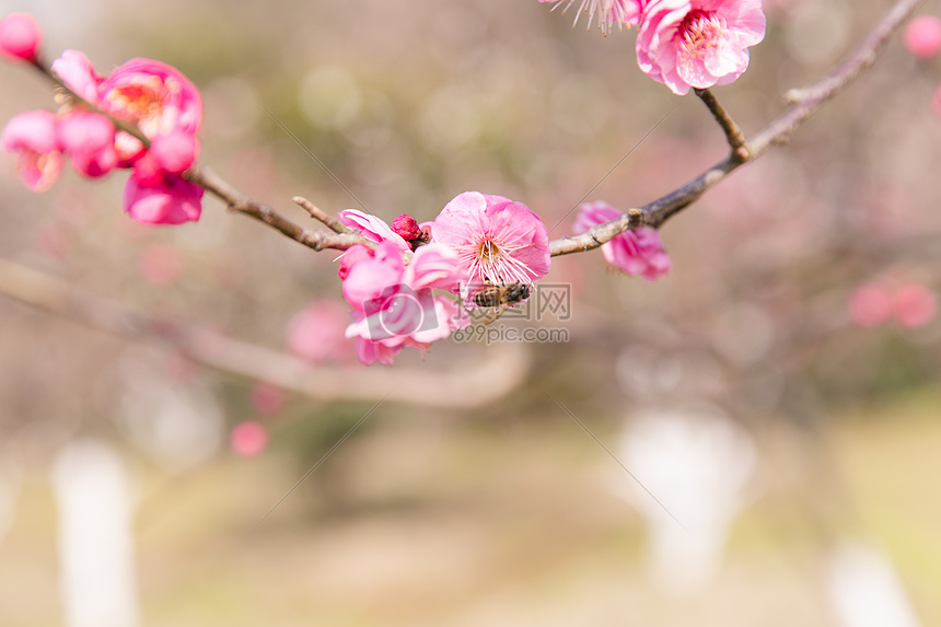 城市会园梅花蜜蜂采蜜图片