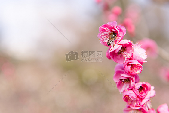 城市会园梅花蜜蜂采蜜图片