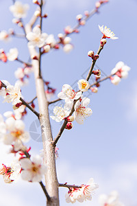 城市公园白色梅花高清图片