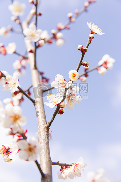 城市公园白色梅花图片