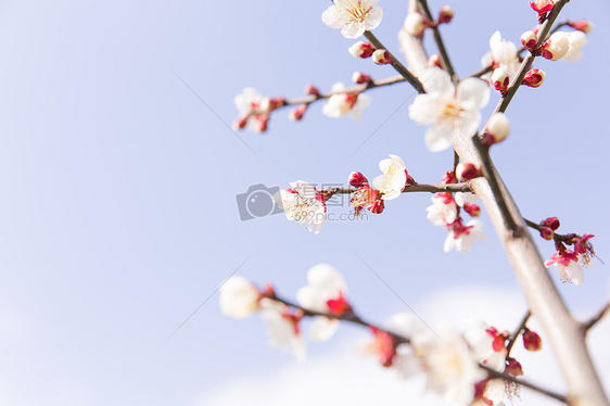 城市公园白色梅花图片