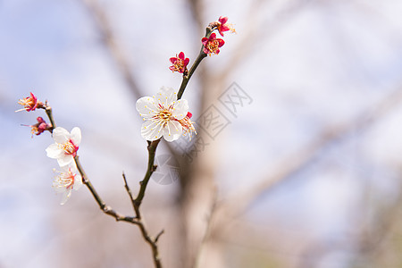 城市公园白色梅花图片