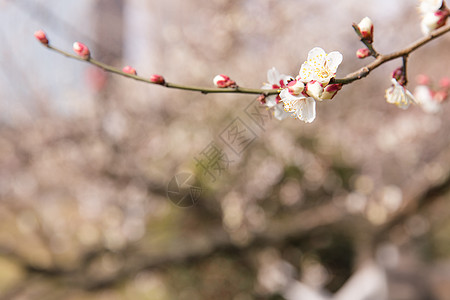 城市公园白色梅花高清图片