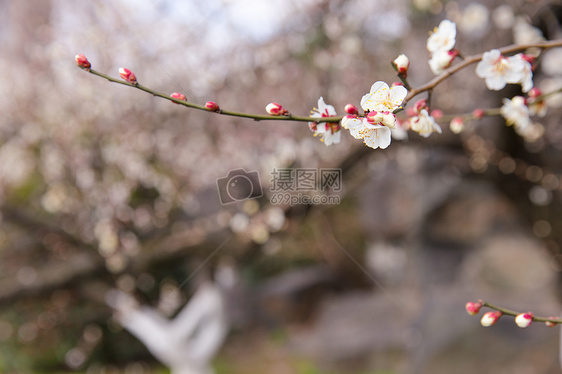 城市公园白色梅花图片