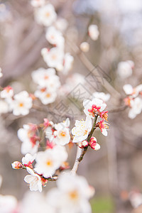 城市公园白色梅花图片