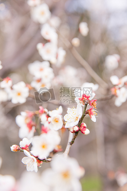 城市公园白色梅花图片