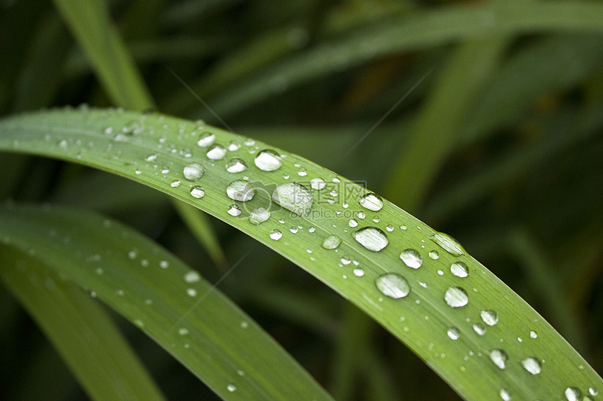 露水图片