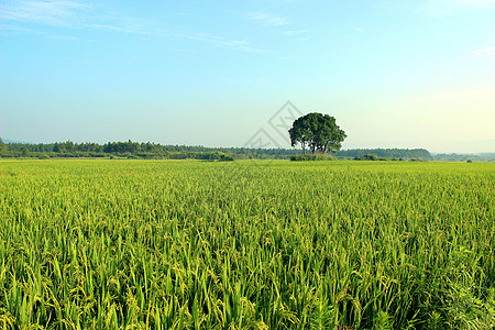 水墨稻田乡村绿色背景