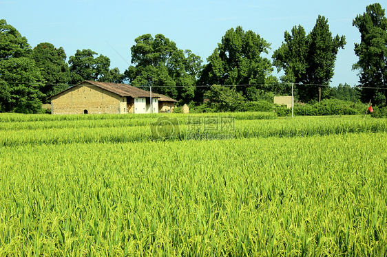 生机勃勃的田野