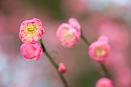 初春绽放的梅花背景图片