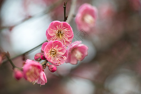 初春绽放的梅花背景图片