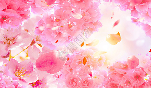 春天樱花背景背景图片