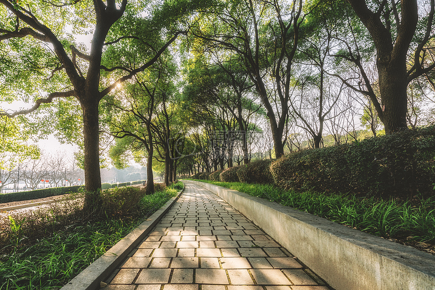 树林间的道路图片