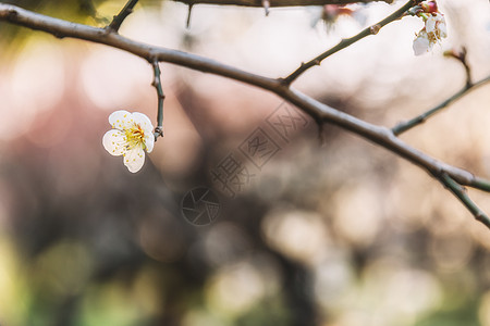 公园梅花逆光拍摄图片