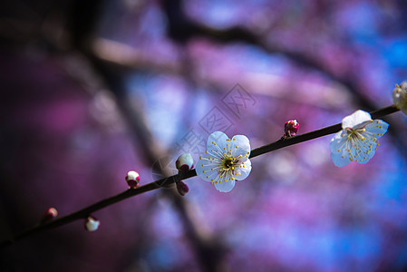 含苞怒放桃花梅花背景