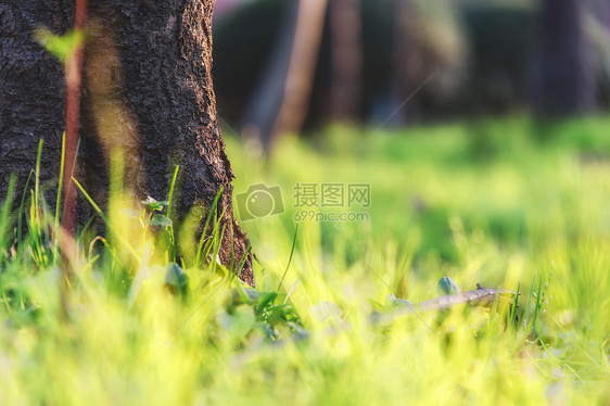 绿色草地植物背景图片